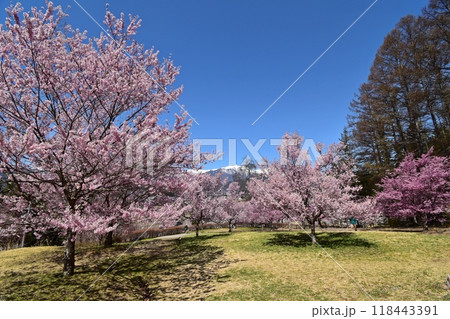 大町市民の森　満開の桜と北アルプス 118443391