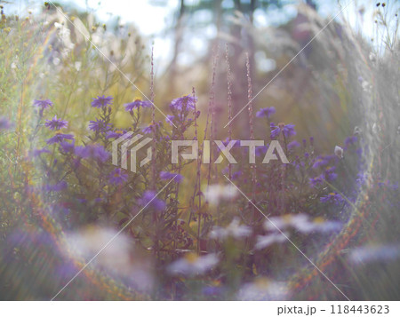 Autumn flowers and grass with blurred solar halo effect. An optical phenomenon of circular rainbow. Bokeh effect of the sun light. Glow ring reflection in a camera lens Autumn flowers and grass with blurred solar halo effect. An optical phenomenon of circular rainbow. Bokeh effect of the sun light. Glow ring reflection in a camera lens 118443623