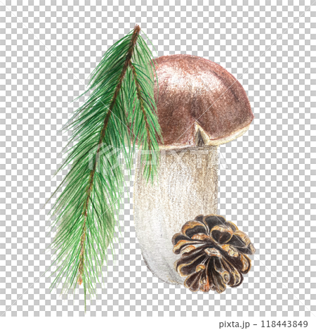 Porcini mushroom, pine branch and a pine cone watercolor composition isolated on white. High quality hand painted plant design element perfect for cards, banners, posters, patterns, autumn decor 118443849