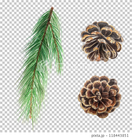 Pine branch and pine cones watercolor hand painted plant design element set isolated on white. High quality illustration perfect for cards, banners, posters, patterns, Christmas and New Year decor Pine branch and pine cones watercolor hand painted plant design element set isolated on white. High quality illustration perfect for cards, banners, posters, patterns, Christmas and New Year decor 118443851