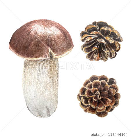 Porcini mushroom and a pine cones watercolor set isolated on white. High quality hand painted botanical plant design element perfect for cards, banners, posters, patterns, autumn decor Porcini mushroom and a pine cones watercolor set isolated on white. High quality hand painted botanical plant design element perfect for cards, banners, posters, patterns, autumn decor 118444164