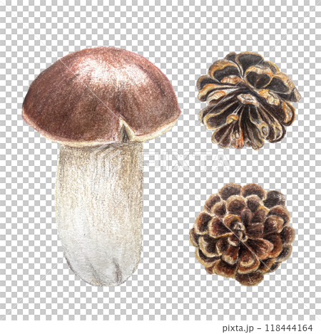 Porcini mushroom and a pine cones watercolor set isolated on white. High quality hand painted botanical plant design element perfect for cards, banners, posters, patterns, autumn decor Porcini mushroom and a pine cones watercolor set isolated on white. High quality hand painted botanical plant design element perfect for cards, banners, posters, patterns, autumn decor 118444164