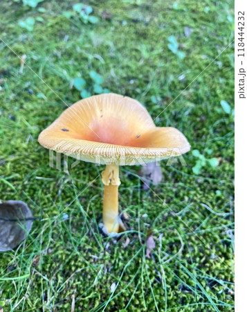 セイヨウタマゴタケ 118444232