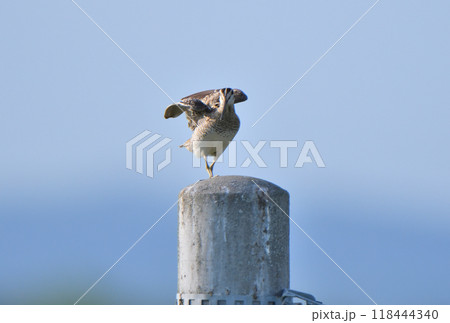 北海道で電柱にとまるオオジシギ 118444340
