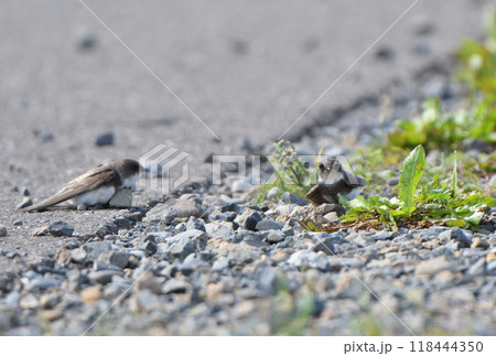 北海道の道路で日向ぼっこをするショウドウツバメ 118444350