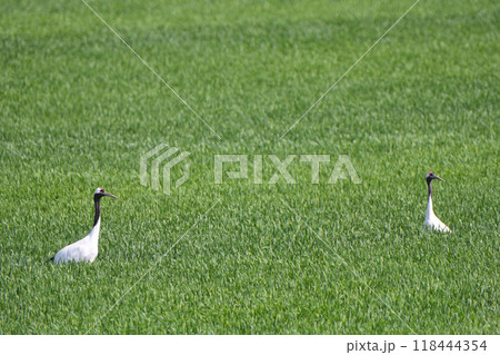 北海道の初夏の麦畑を歩くタンチョウ 北海道の初夏の麦畑を歩くタンチョウ 118444354