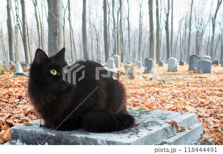 crossbred of maine coon and halloween 118444491
