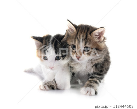 young Kurilian Bobtail in studio young Kurilian Bobtail in studio 118444505