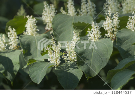Reynoutria Sakhalin flowers in an autumh park 118444537