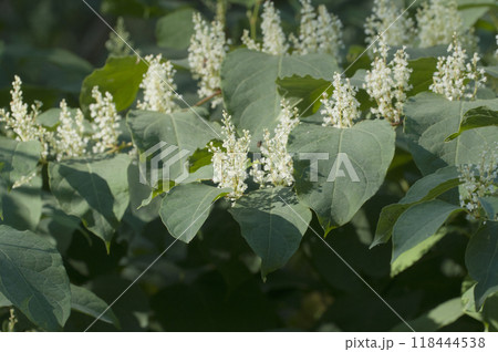 Reynoutria Sakhalin flowers in an autumh park 118444538