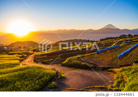 【山梨県】収穫期の中野の棚田と富士山 日の出 【山梨県】収穫期の中野の棚田と富士山 日の出 118444661