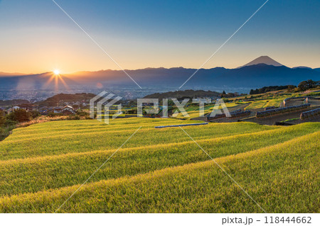 【山梨県】収穫期の中野の棚田と富士山　日の出 118444662