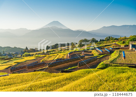 【山梨県】収穫期の中野の棚田と富士山　日の出 118444675