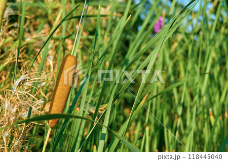 Brown reeds among the thickets of river canes Brown reeds among the thickets of river canes 118445040