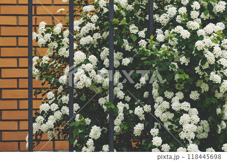 White flowers shrub, lattice fence against an orange brick wall 118445698