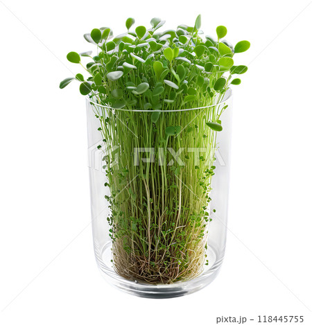 Microgreens in a clear glass container, captured at a 45-degree angle to display the delicate leaves and 118445755