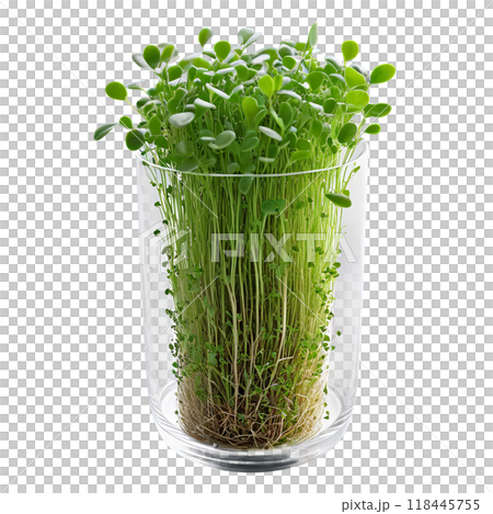 Microgreens in a clear glass container, captured at a 45-degree angle to display the delicate leaves and 118445755