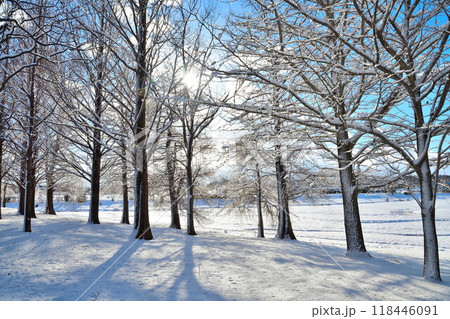 冬の上堰潟公園（新潟県） 118446091