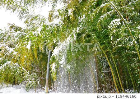竹林と落雪 竹林と落雪 118446160