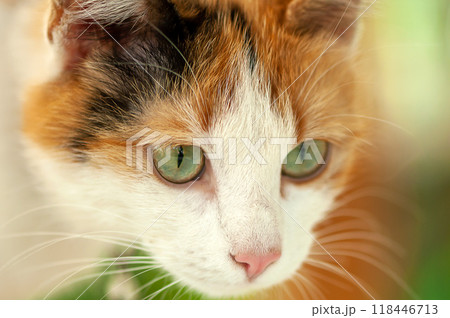 Portrait of a cat Portrait of a cat 118446713