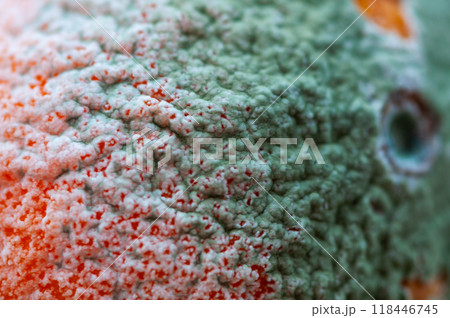 Close-up on a moldy orange surface Close-up on a moldy orange surface 118446745