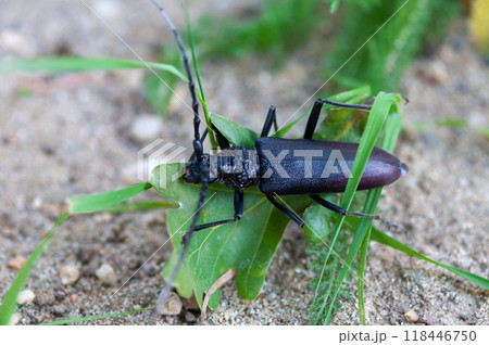 Close-up of a great capricorn beetle Close-up of a great capricorn beetle 118446750
