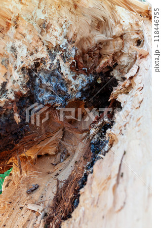 Texture of a broken tree trunk 118446755