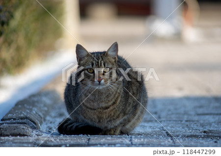 Cat sitting on the gound Cat sitting on the gound 118447299