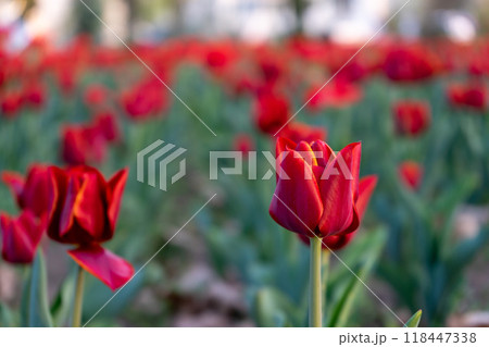 Close-up of a tulip Close-up of a tulip 118447338