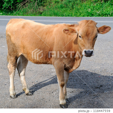 A cute calf stands on an asphalt road. A cute calf stands on an asphalt road. 118447559