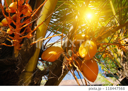 Coconuts close-up on palm branches in the bright sun. Coconuts close-up on palm branches in the bright sun. 118447568