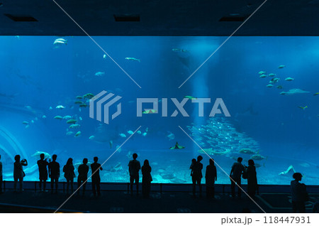 美ら海水族館の大水槽を眺める人々 美ら海水族館の大水槽を眺める人々 118447931