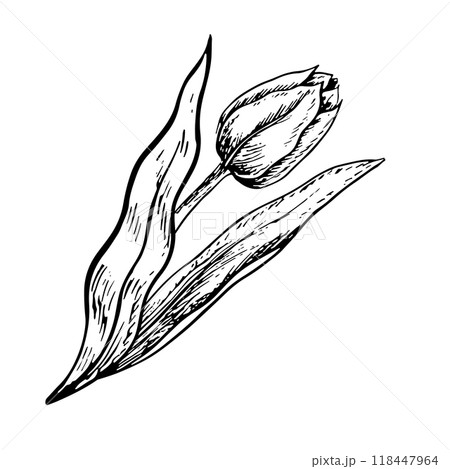 The tulip flower. A black and white vector graphic illustration made by hand. A design element. Isolated on a white background. For packages, labels and flyers, posters and banners. The tulip flower. A black and white vector graphic illustration made by hand. A design element. Isolated on a white background. For packages, labels and flyers, posters and banners. 118447964