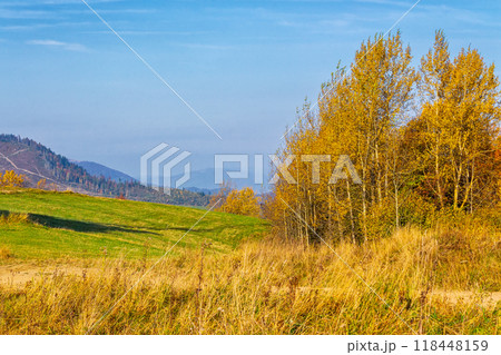 calm autumn day in carpathian mountains. trees on the grassy hills. sunny scenery of ukrainian countryside in fall season. beauty in nature concept 118448159