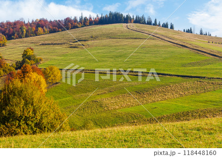 calm autumn day in carpathian mountains. trees on the grassy hills. sunny scenery of ukrainian countryside in fall season. beauty in nature concept. pasture on the hill calm autumn day in carpathian mountains. trees on the grassy hills. sunny scenery of ukrainian countryside in fall season. beauty in nature concept. pasture on the hill 118448160