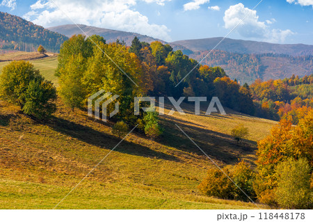 autumn landscape in mountains. trees in colorful foliage on the grassy hill. sunny afternoon in fall season. beautiful countryside of transcarpathia, ukraine. warm weather 118448178