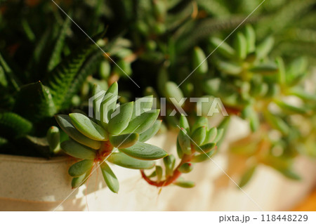 a garden with miniature succulent plants. Home indoor plants for decoration and hobbies 118448229