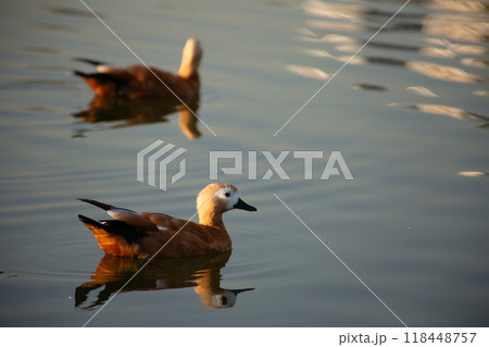 Two red ducks swim on calm water in the park, water birds on surface with reflection Two red ducks swim on calm water in the park, water birds on surface with reflection 118448757