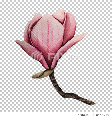 Hand drawn magnolia flower, watercolor illustration. isolated floral element. Pink magnolia flower bud of different shapes. Illustration for prints, templates, greeting cards, invitations. 118448779