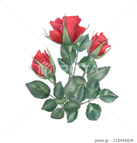 Red rose flowers and green leaves bouquet watercolor realistic illustration. Three vintage garden roses natural floral print for romantic greeting cards, for memory day, invitation Red rose flowers and green leaves bouquet watercolor realistic illustration. Three vintage garden roses natural floral print for romantic greeting cards, for memory day, invitation 118448826