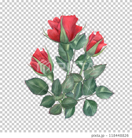 Red rose flowers and green leaves bouquet watercolor realistic illustration. Three vintage garden roses natural floral print for romantic greeting cards, for memory day, invitation Red rose flowers and green leaves bouquet watercolor realistic illustration. Three vintage garden roses natural floral print for romantic greeting cards, for memory day, invitation 118448826
