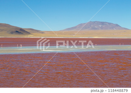 Laguna Colorada flamingos, Bolivia Laguna Colorada flamingos, Bolivia 118448879
