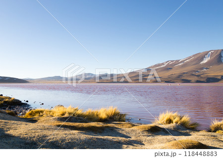 Laguna Colorada view, Bolivia 118448883