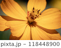 Close-up of vibrant yellow cosmos flower with detailed petals 118448900
