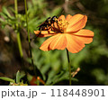 Close-up of wasp on vibrant orange cosmos flower in summer garden  118448901