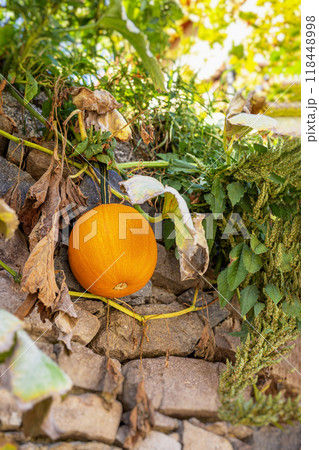 Ripe pumpkin growing against rustic stone wall in a garden, warm autumn season Ripe pumpkin growing against rustic stone wall in a garden, warm autumn season 118448998