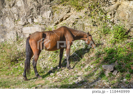 Hungry brown horse grazes on grass near rocky terrain in natural landscape Hungry brown horse grazes on grass near rocky terrain in natural landscape 118448999