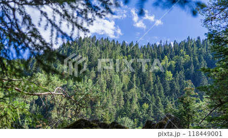 Lush green forest landscape under clear blue sky with clouds and sunlight through treetops 118449001