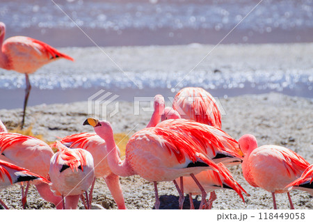Laguna Hedionda flamingos, Bolivia 118449058