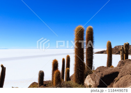 Salar de Uyuni view from Isla Incahuasi 118449078